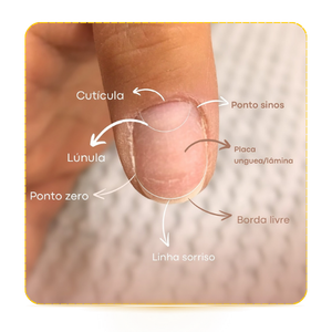 Anatomia das Unhas
