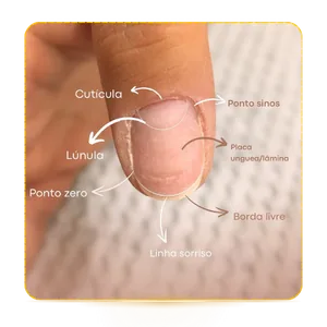 Anatomia das Unhas